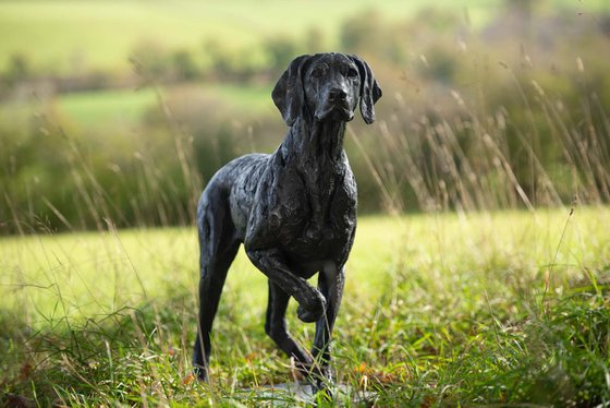 Pointing Weimaraner BR