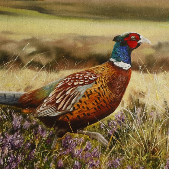 Pheasant in Sunrise Field