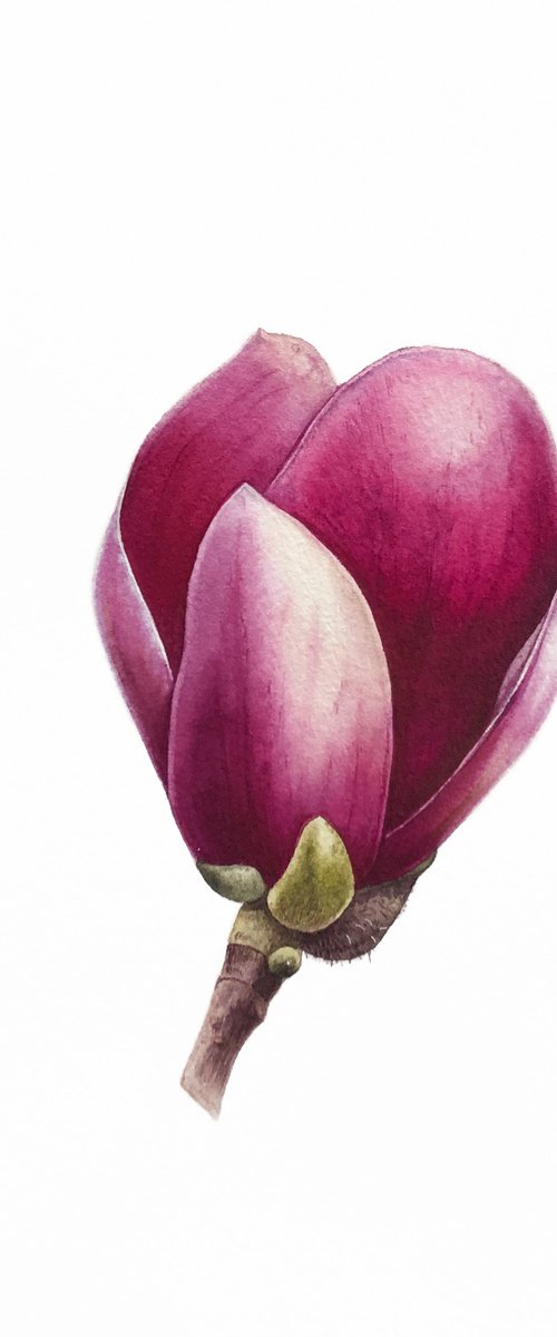 Magnolia blossom. A flower bud. Original watercolor artwork. by Nataliia Kupchyk