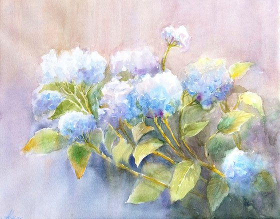 Blue Hydrangeas flowers