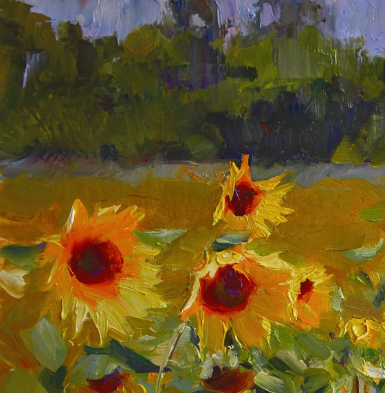 Sunflowers. Study