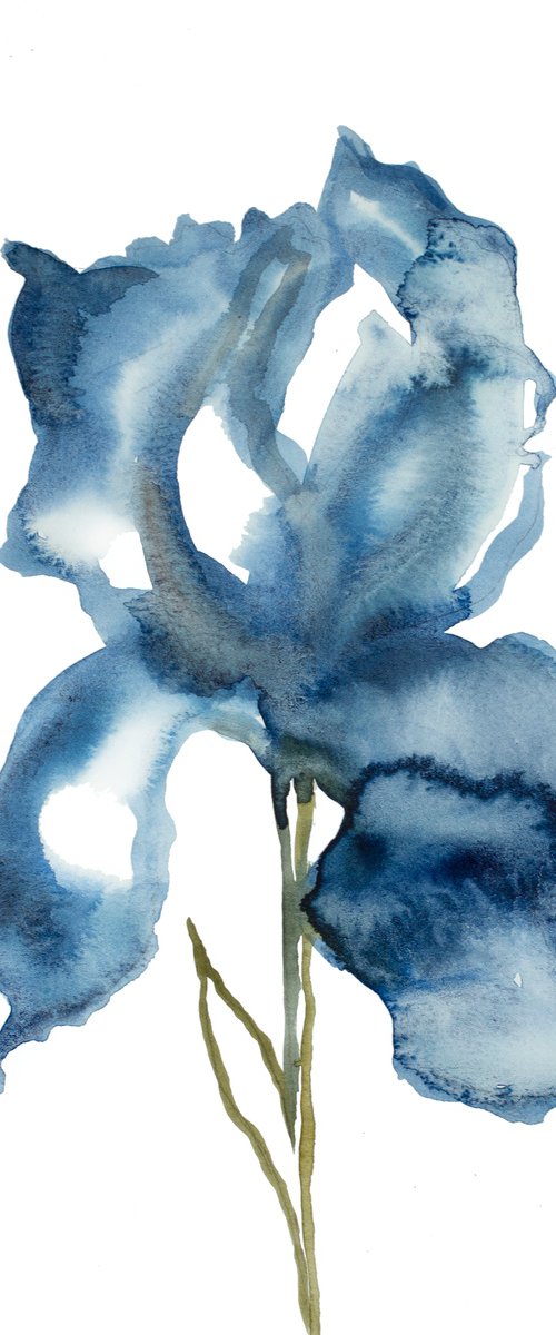 Iris No. 133 by Elizabeth Becker