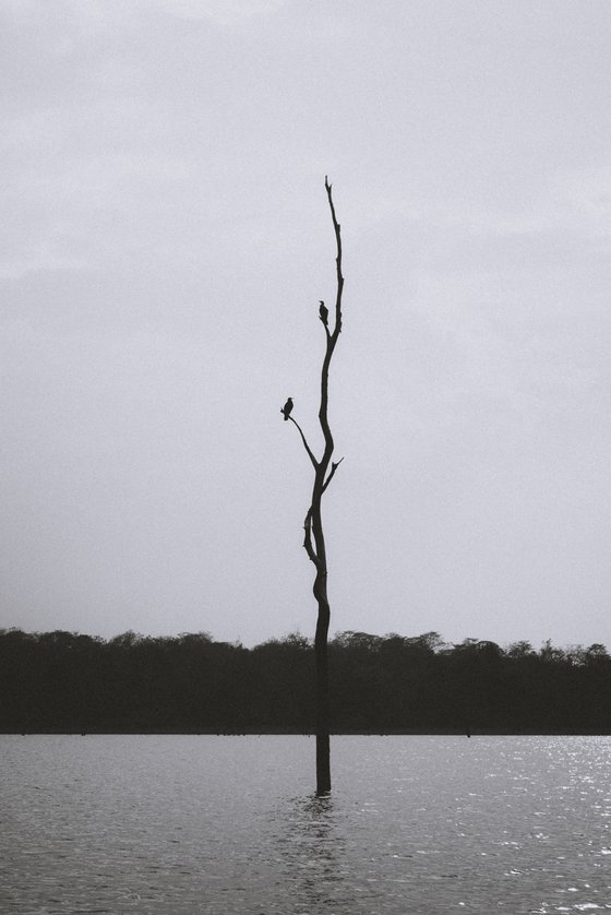 Cormorant Couple