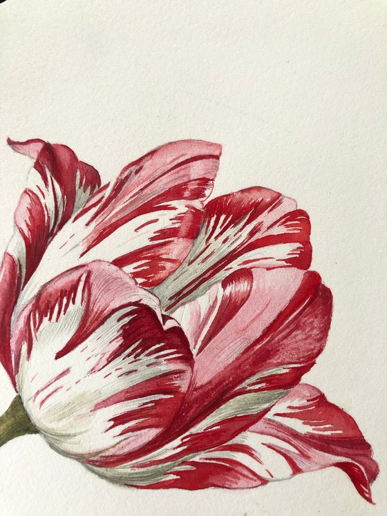 Tulip 2.