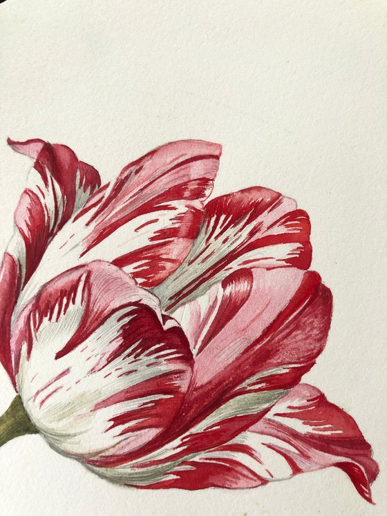 Tulip. My interpretation of a work by the German artist Jacob Marrel (1614-1681). Watercolour.