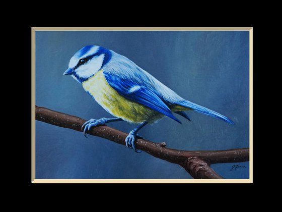 Blue tit