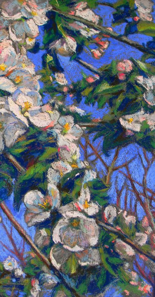 Apple tree blooms by Liudmyla Chemodanova