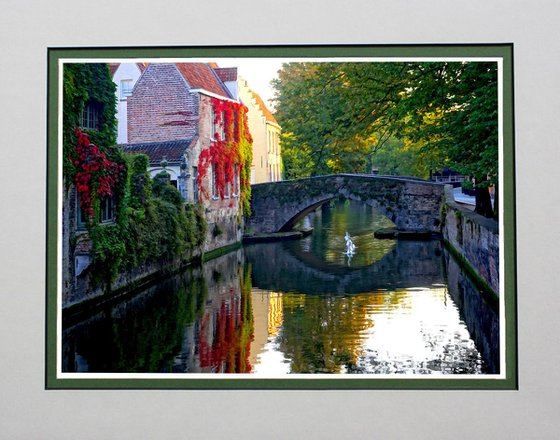 Swans on canal in Bruges