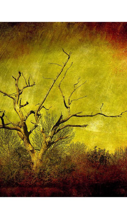 Dead tree landscape by Martin  Fry