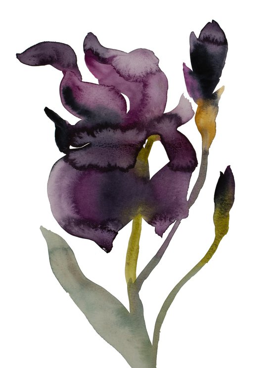 Iris No. 207