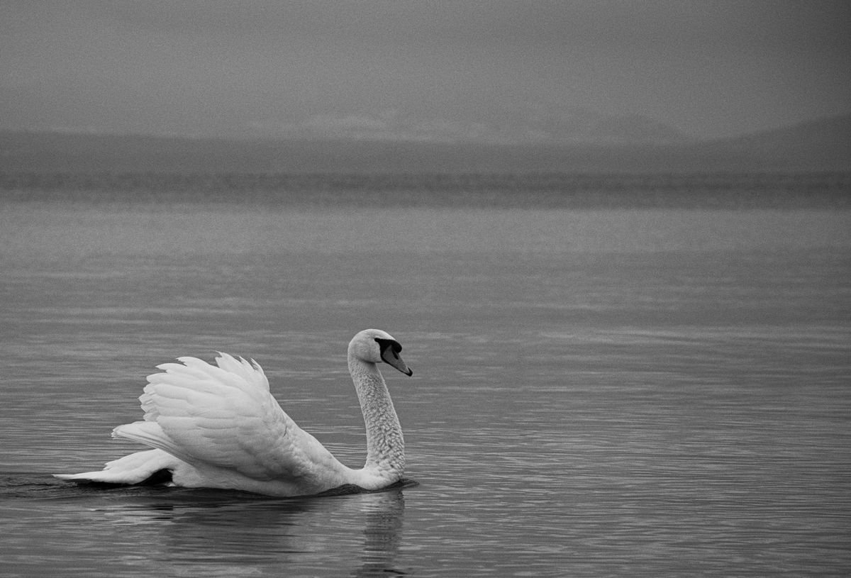 Swan on Lac Leman, II [framed; also available unframed] by Charles Brabin