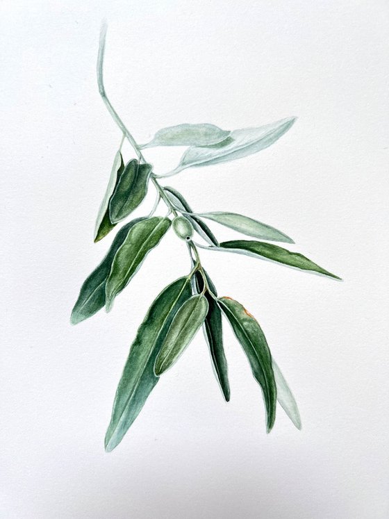 Wild olive