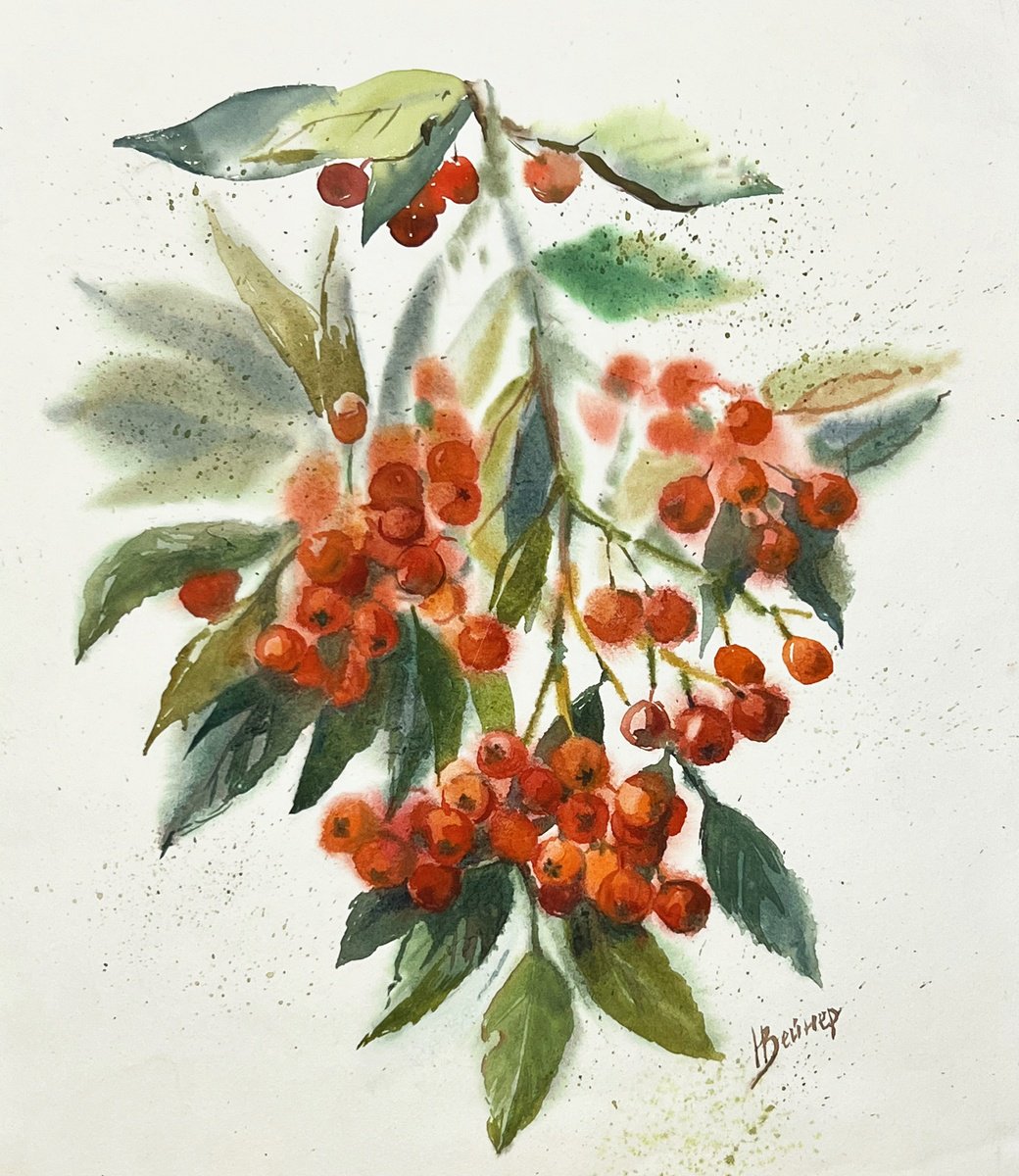 Autumn. Rowan berry clusters. by Natalia Veyner