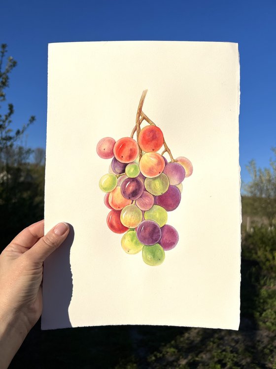A bunch of grapes. Original watercolour arwork.