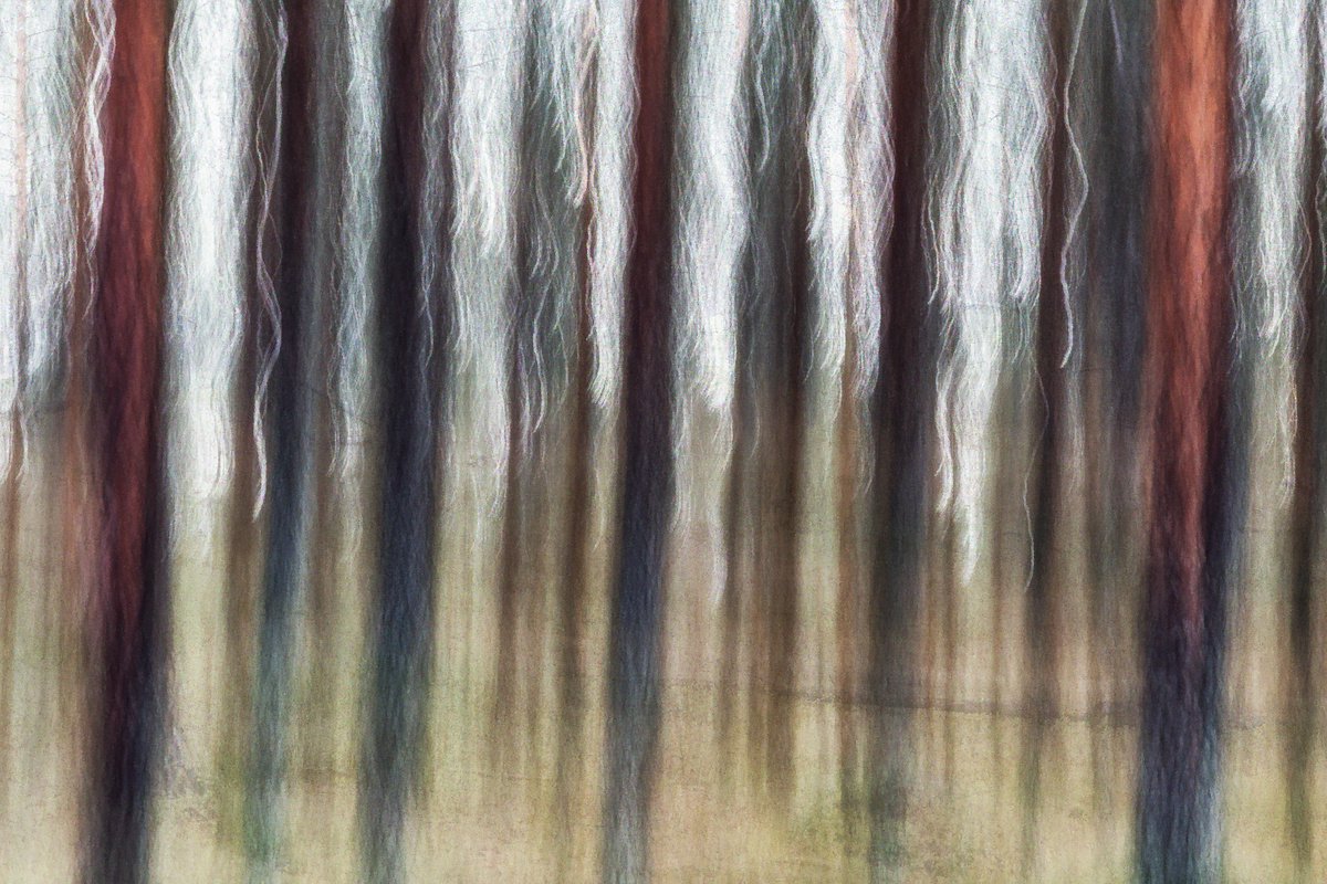 Conifers (studio 5) by Karim Carella