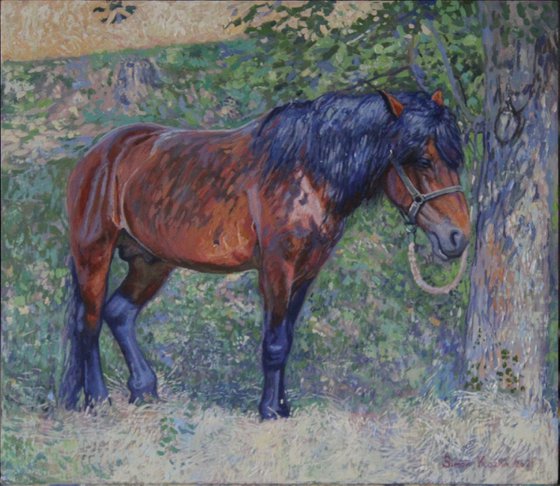 Horse in the shade of trees