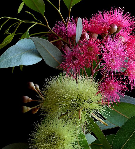 Pink Corymbia and Yellow Macrandra