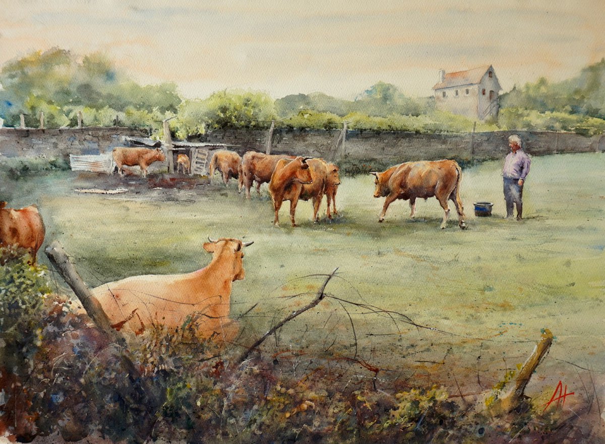 Jose’s Cows by andrew hodgson