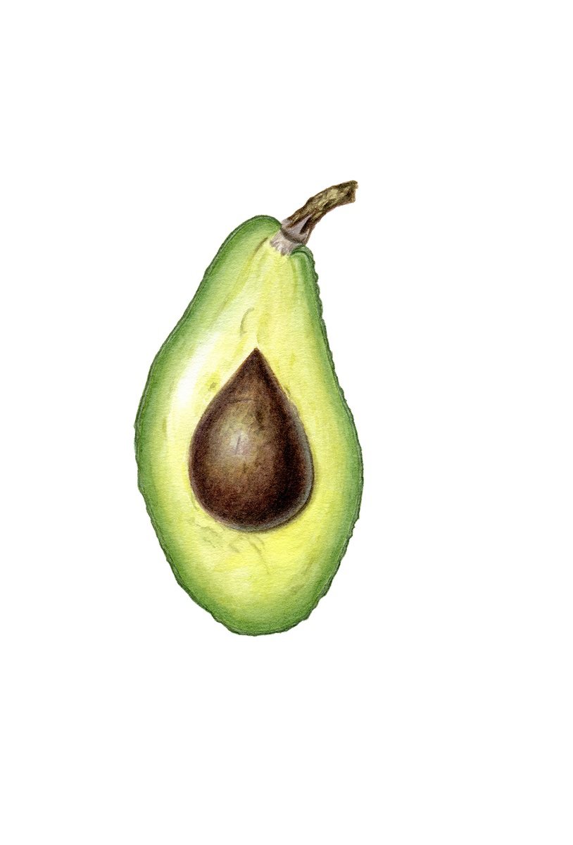 Photorealistic Botanical Watercolour By Maryna Vozniuk, 7 X 11", Avocado Half, Original Artwork