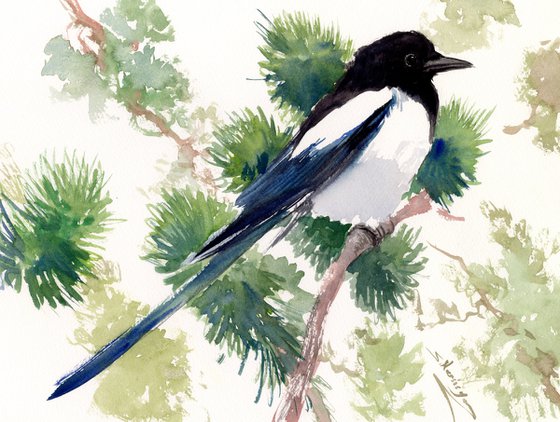 Magpie in the forest