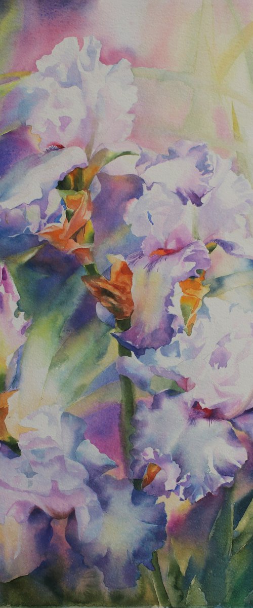 Delicate irises by Yurii Pashkov
