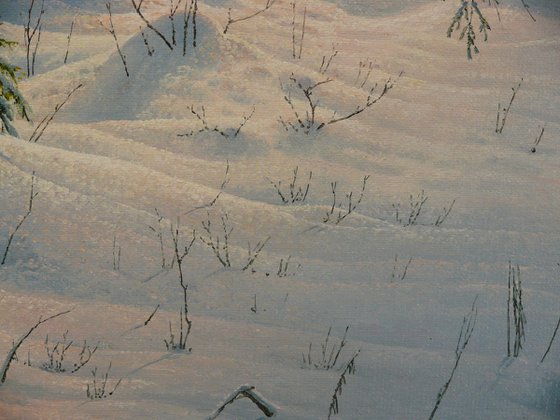Winter in the spruce forest