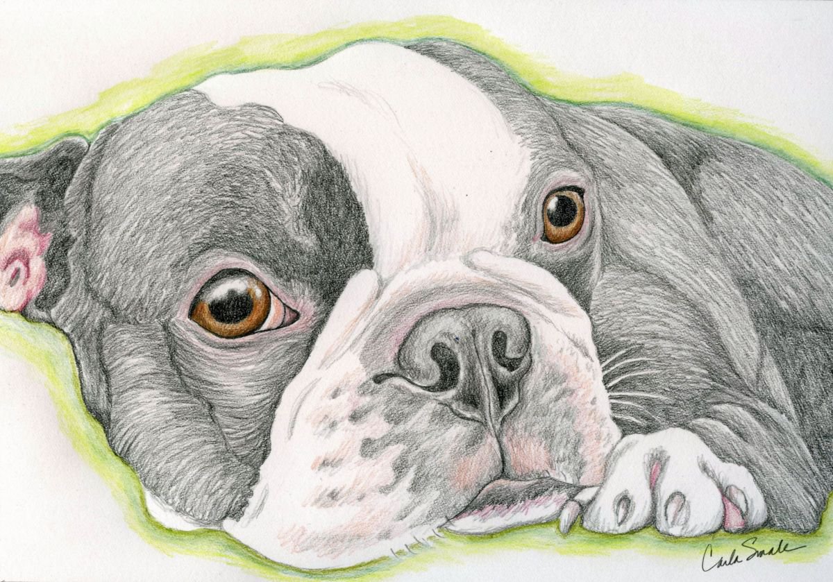 boston terrier drawing