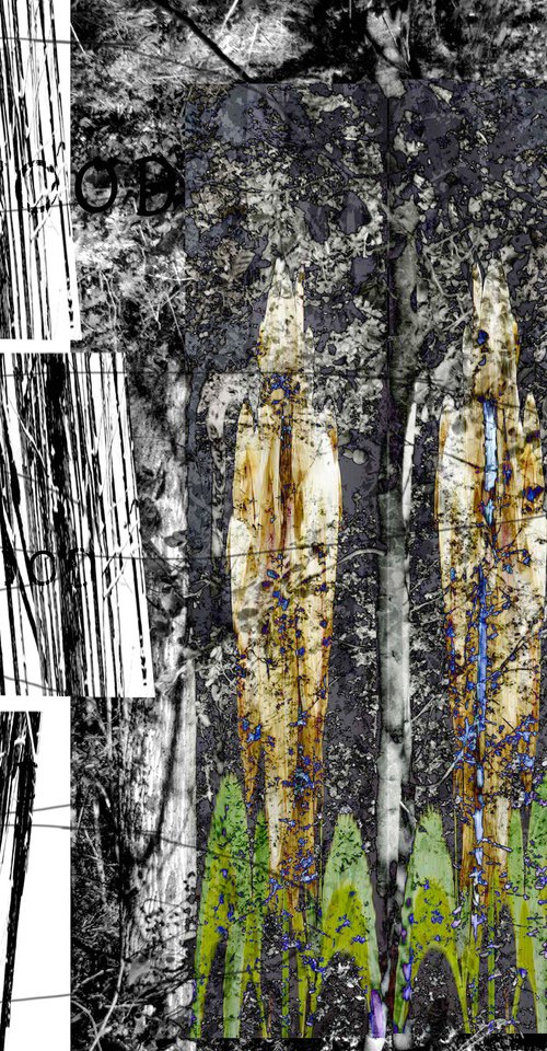 Mystery Wood by Geert Lemmers FPA