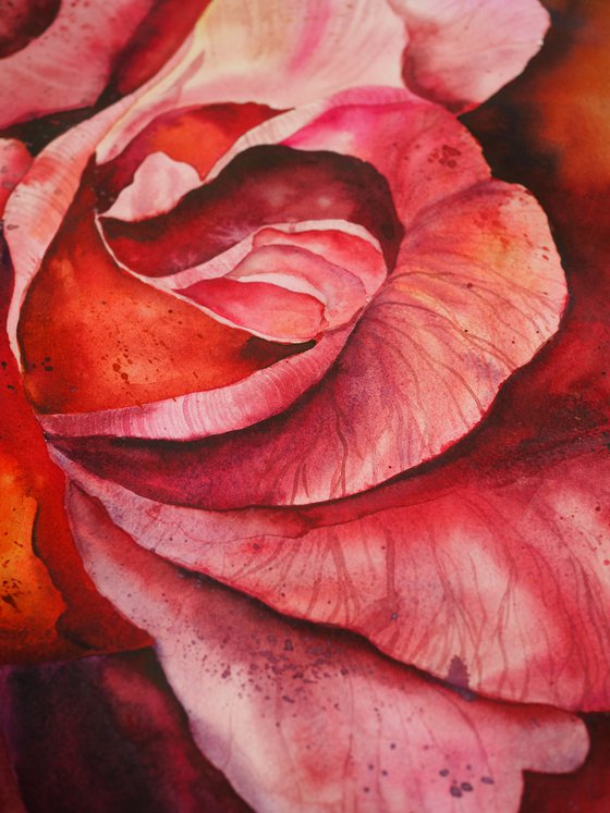 Inside the pink rose - original watercolor flower