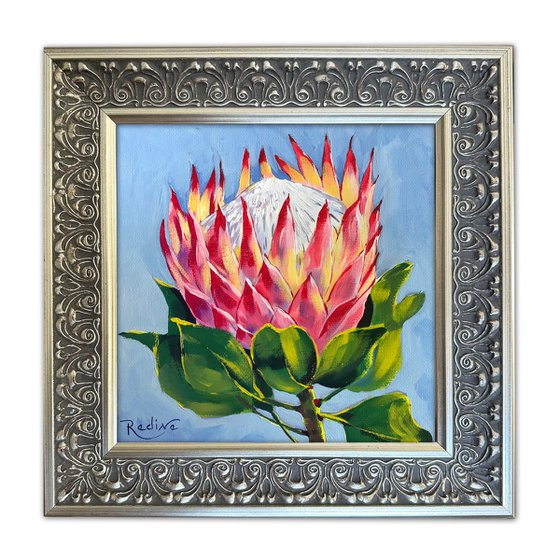 King Pink Protea