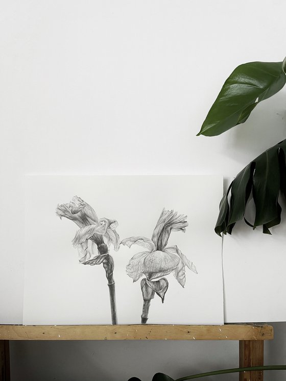 Daffodils 30x40 cm (2022) BOTANICAL DRAWING, MONOCHROME ART