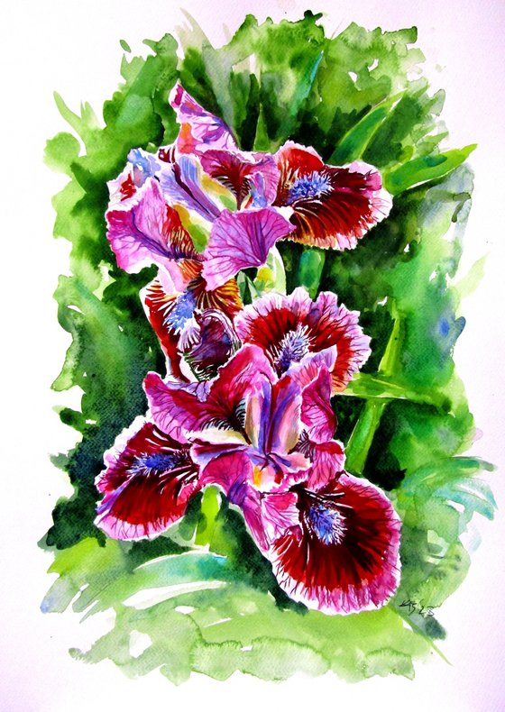 Iris II
