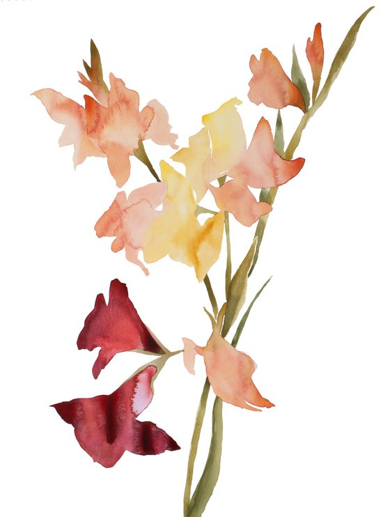 Gladiolus No. 1