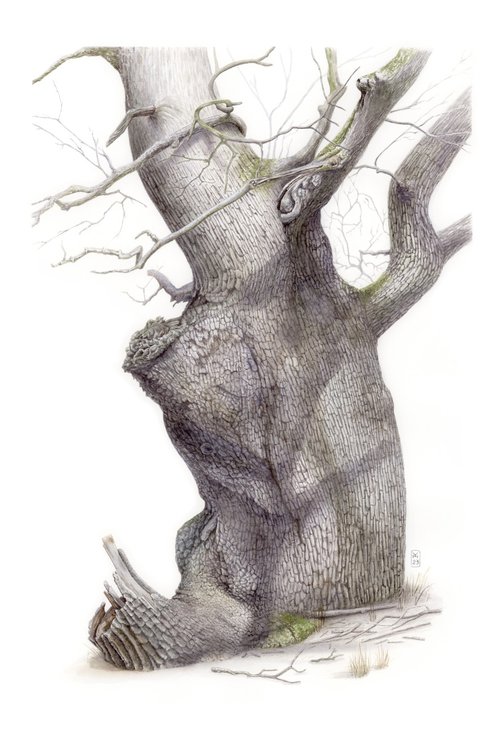 Old Tree by Yuliia Moiseieva