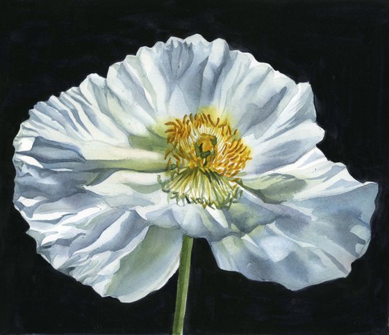 White poppy for peace