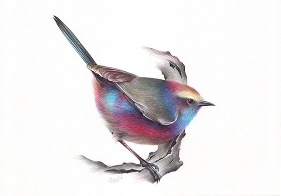 White-browed Tit-warbler (Realistic Ballpoint Pen Bird Portrait)