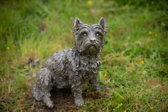 West Highland Terrier FB