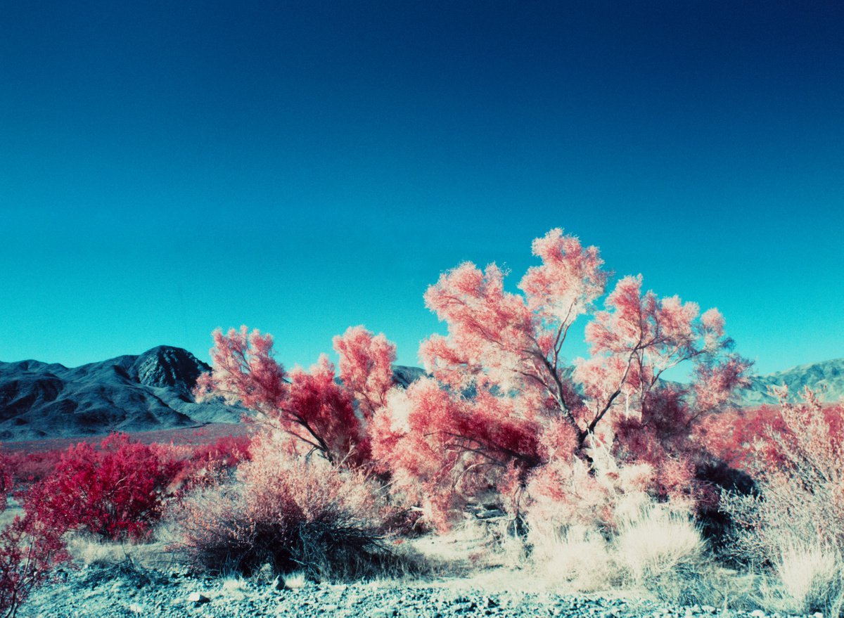 Red Mojave by Mark Hannah