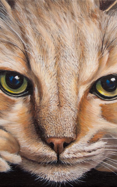 Retrato de gato by Norma Beatriz Zaro