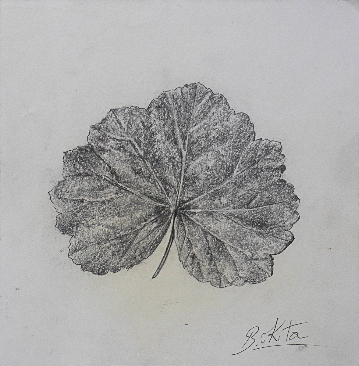 The leaf of Malva Sylvestris, botanical art, drawing by Bledi Kita