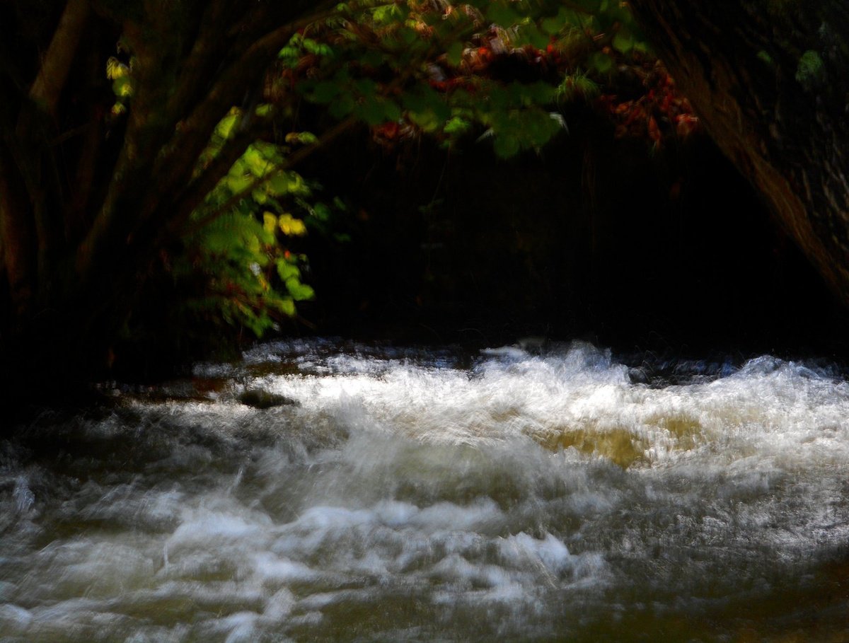 Impressionistic Botanical Photograph By Philippe Berthier, 26 X 20", Preservation......, Original Artwork