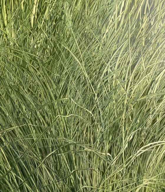 Grass