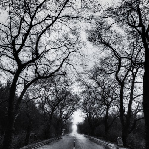 Tree-lined road in the mist by Karim Carella