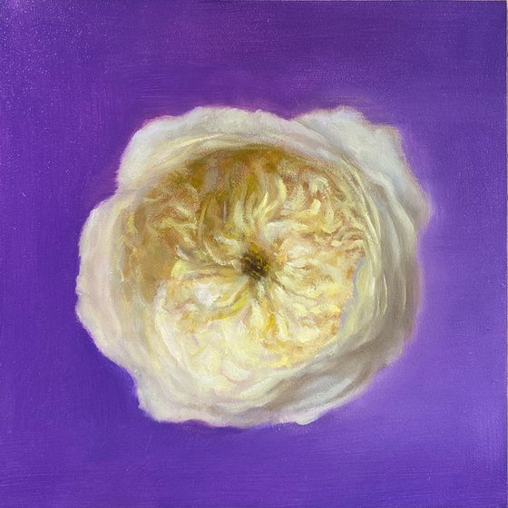 Purity. Original Rose Oil painting.