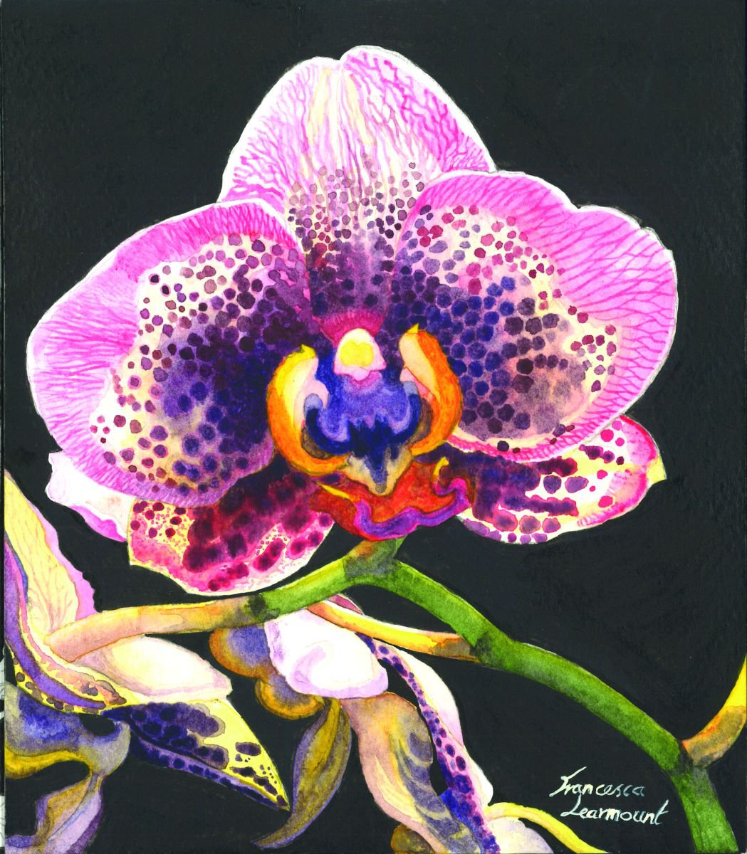Orchid by Francesca Learmount at Cicca-Art