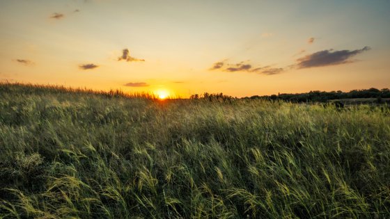 Evening whisper of grass.