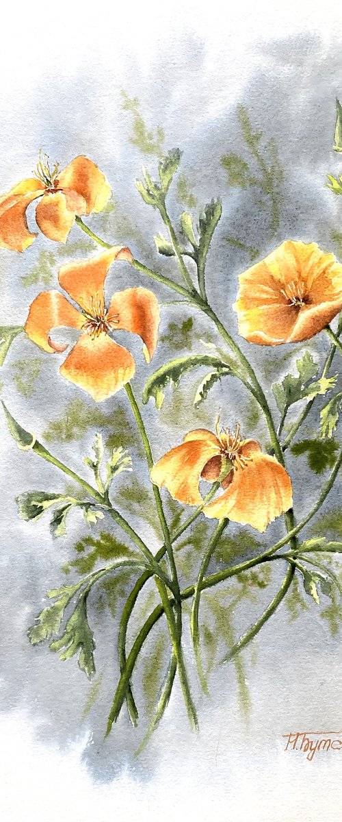 California poppies in vintage style, flowers by Natalia Butenko