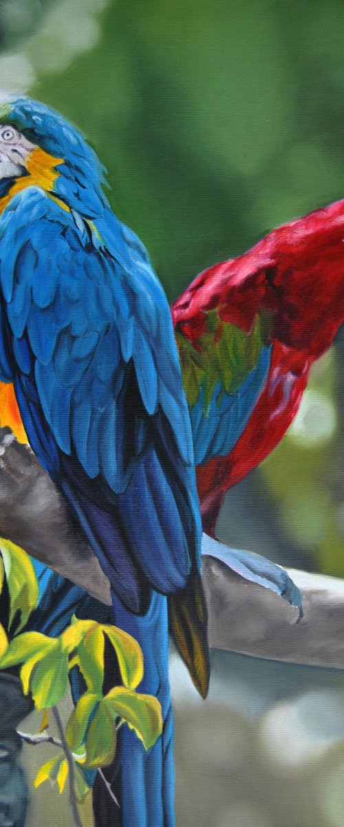 Parrots by Simona Tsvetkova
