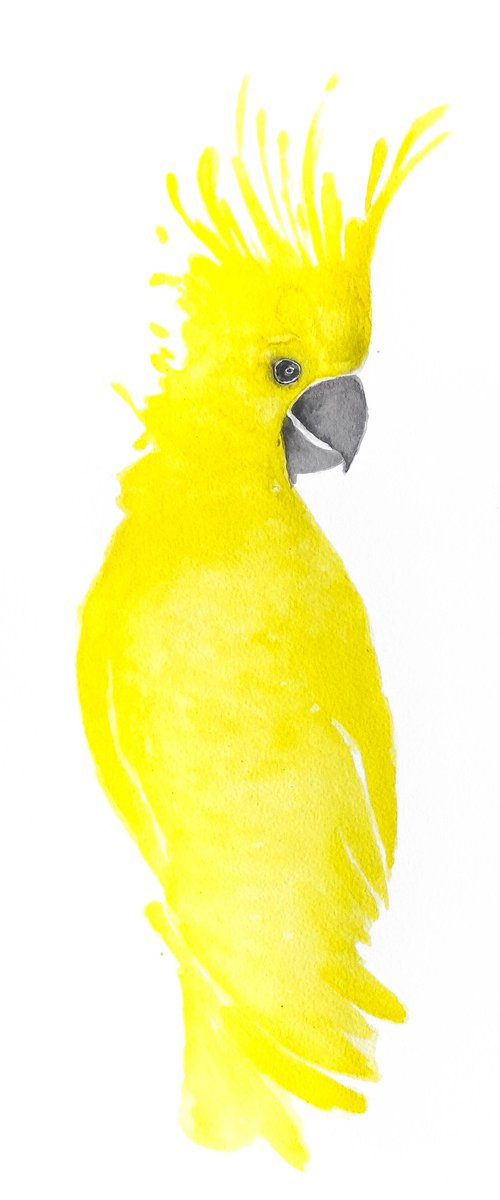 Parrot by Nadia Moniatis