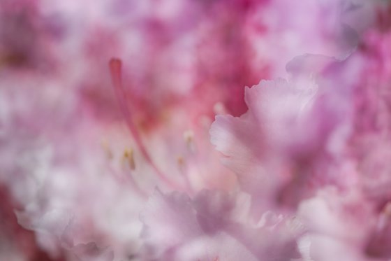 Pink 1